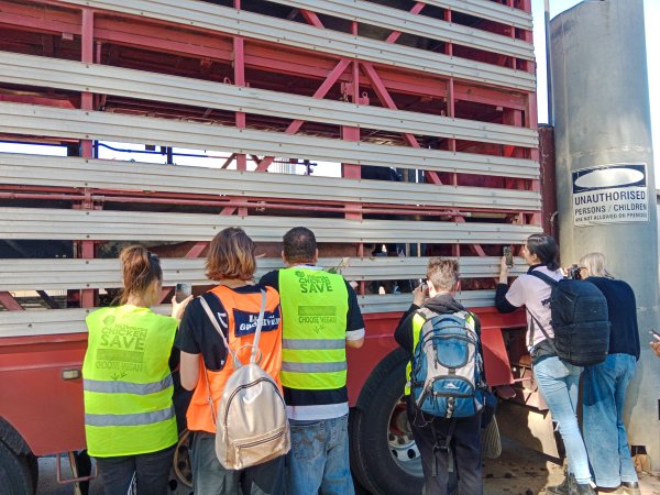 Animal rights advocates bearing witness to pigs being unloaded off truck outside Benalla Slaughterhouse
