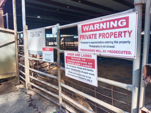 Animal rights advocates bearing witness to pigs being unloaded off truck outside Benalla Slaughterhouse