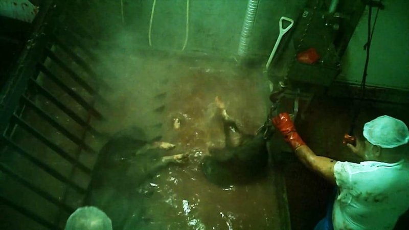 Pig conscious, drowning in a scalding tank