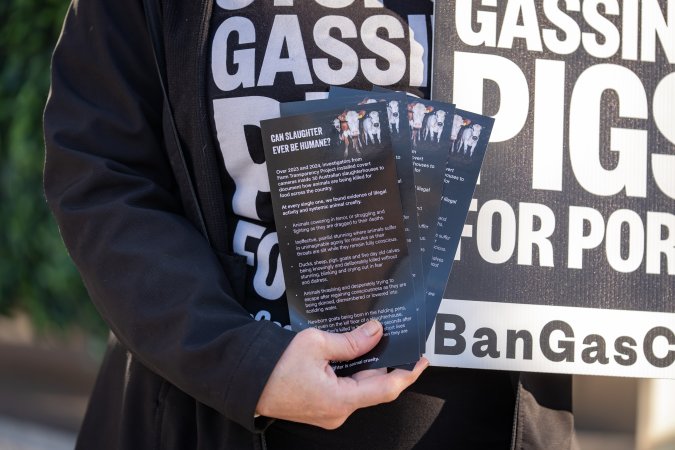 3 August 2025: Dominion Outreach Melbourne: Shut Down Slaughterhouses