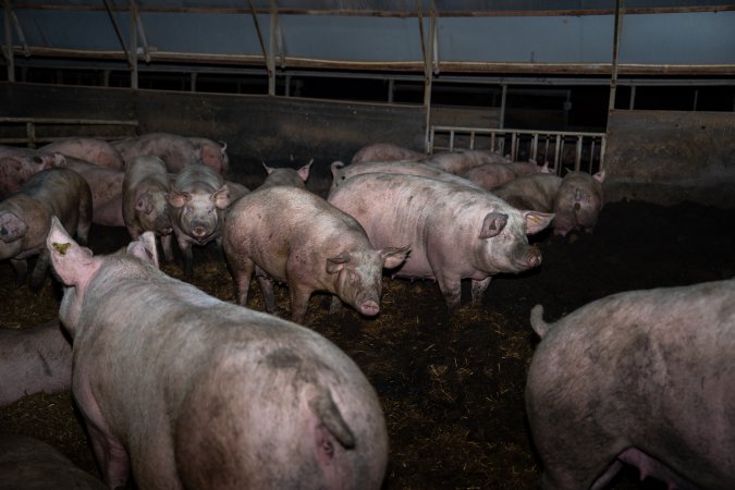 Finniss Park Piggery 2025