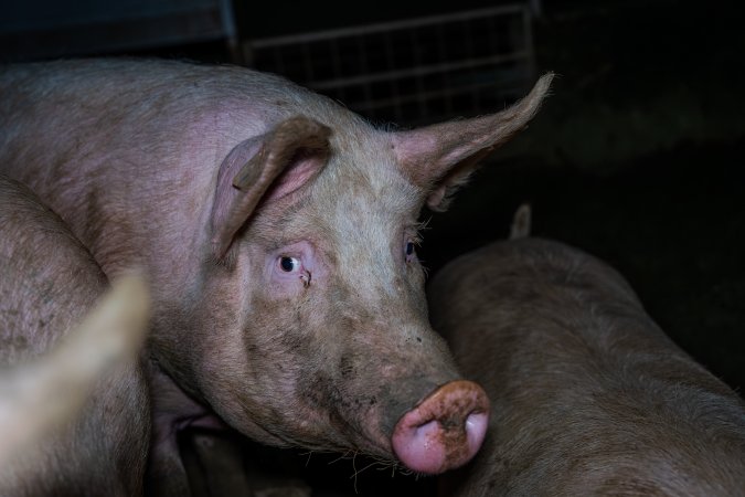 Finniss Park Piggery 2025