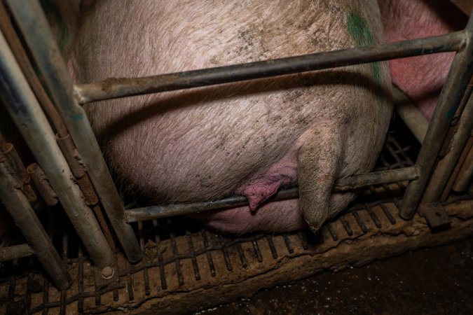 Finniss Park Piggery 2025