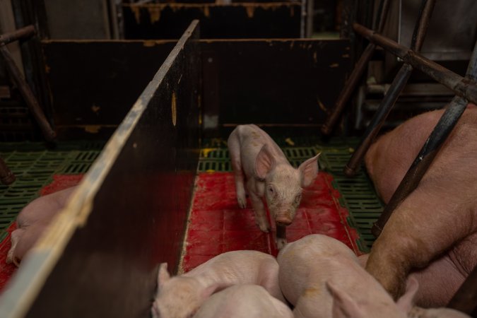 Finniss Park Piggery 2025