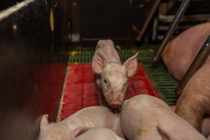 Finniss Park Piggery 2025