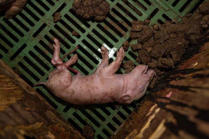 Finniss Park Piggery 2025