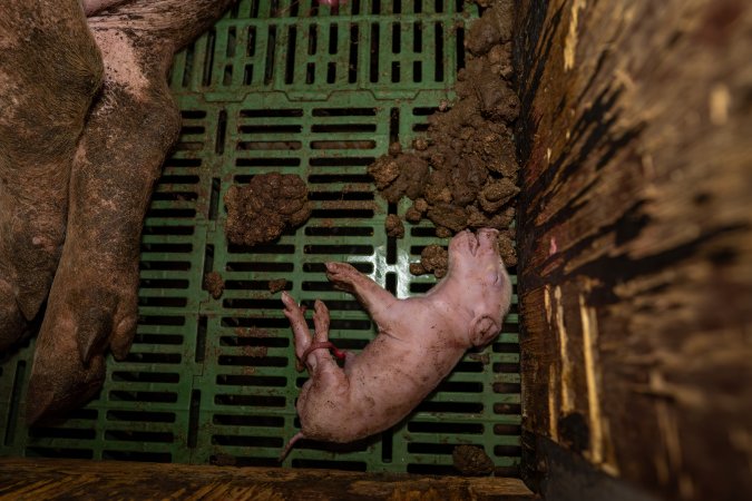 Finniss Park Piggery 2025
