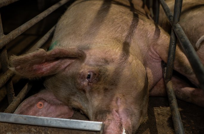 Finniss Park Piggery 2025