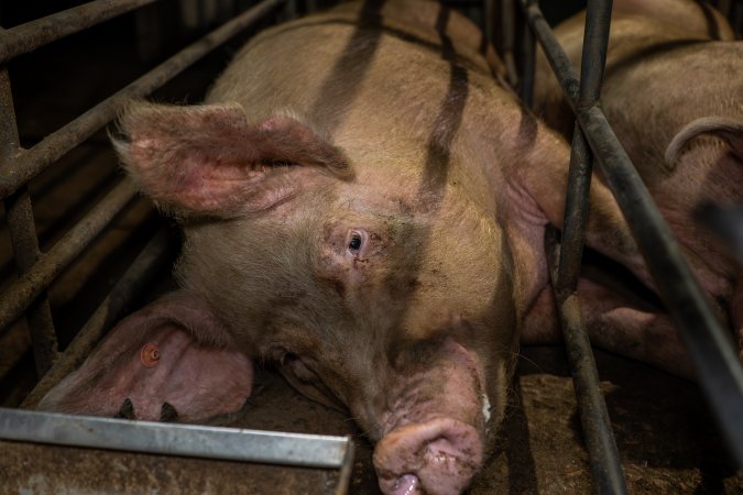 Finniss Park Piggery 2025