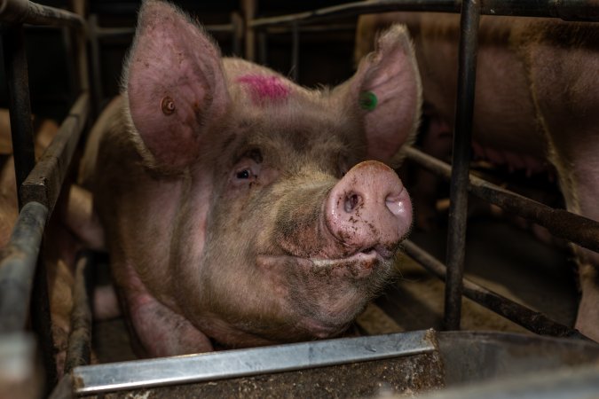 Finniss Park Piggery 2025