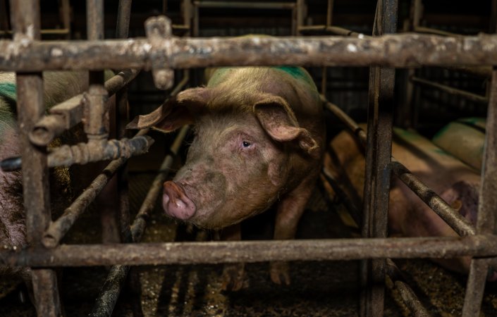Finniss Park Piggery 2025
