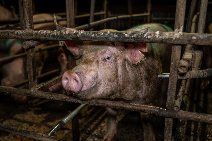 Finniss Park Piggery 2025