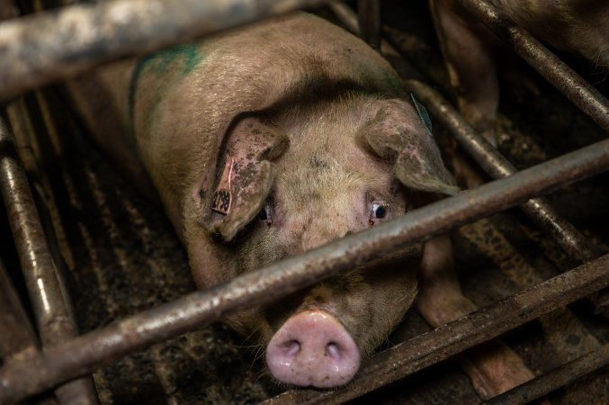 Finniss Park Piggery 2025