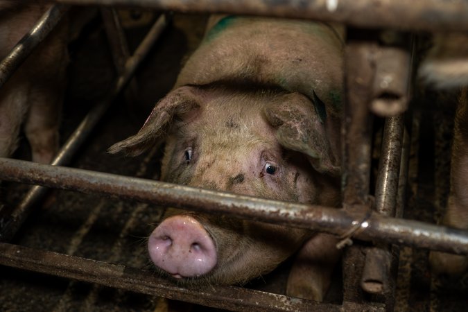 Finniss Park Piggery 2025