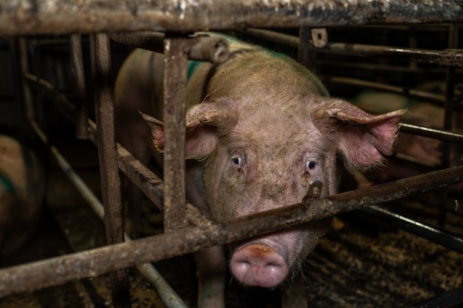 Finniss Park Piggery 2025