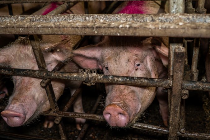 Finniss Park Piggery 2025
