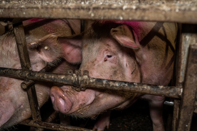 Finniss Park Piggery 2025