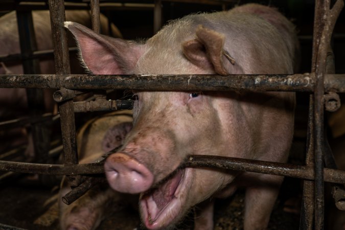Finniss Park Piggery 2025