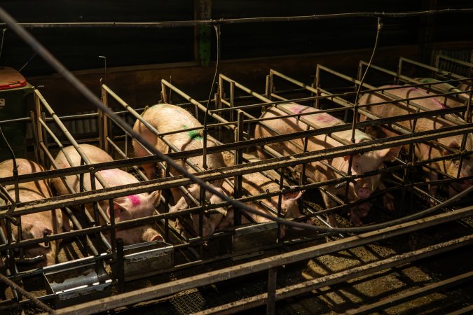 Finniss Park Piggery 2025