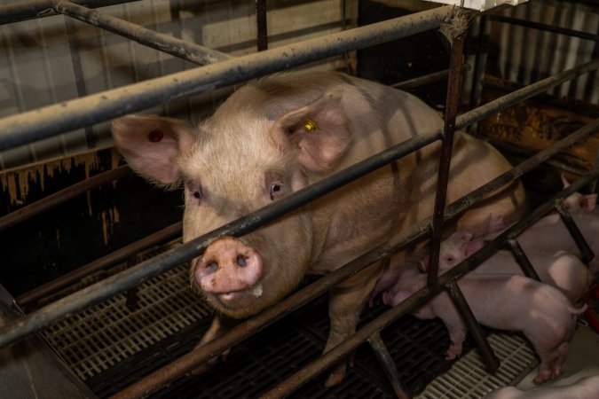Finniss Park Piggery 2025