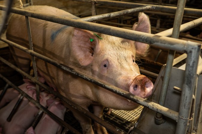 Finniss Park Piggery 2025
