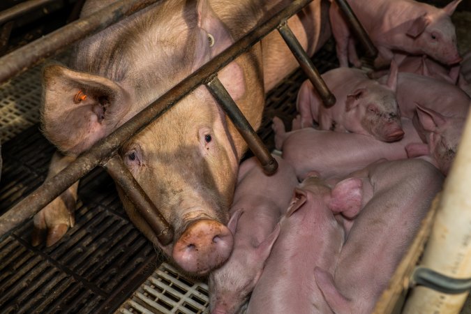 Finniss Park Piggery 2025
