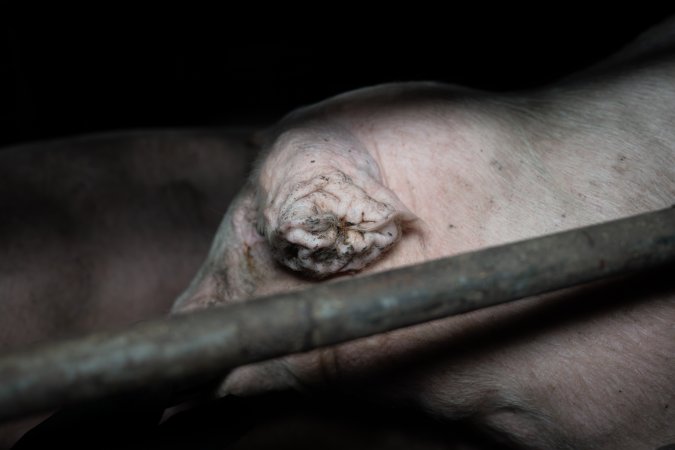 Two Wells Piggery
