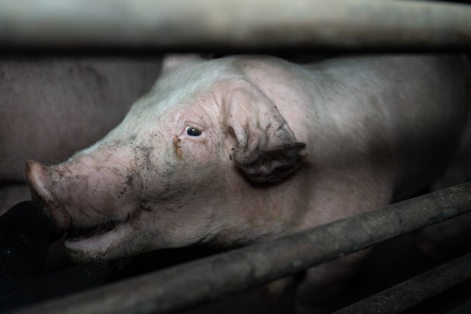 Two Wells Piggery