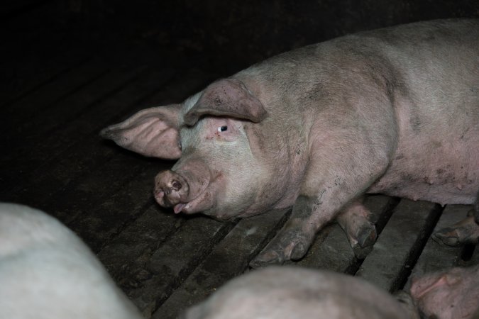 Two Wells Piggery