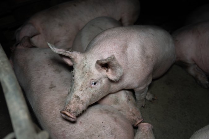 Two Wells Piggery