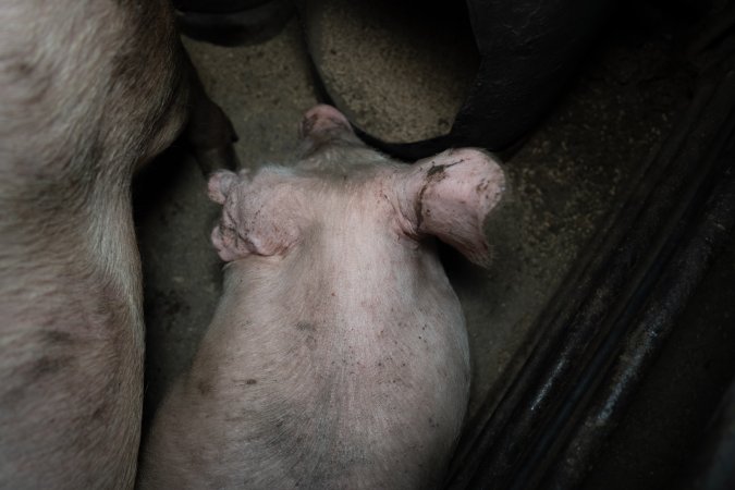 Two Wells Piggery