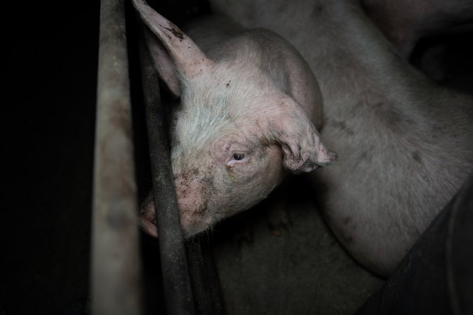 Two Wells Piggery