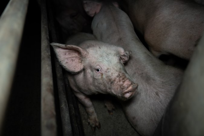 Two Wells Piggery