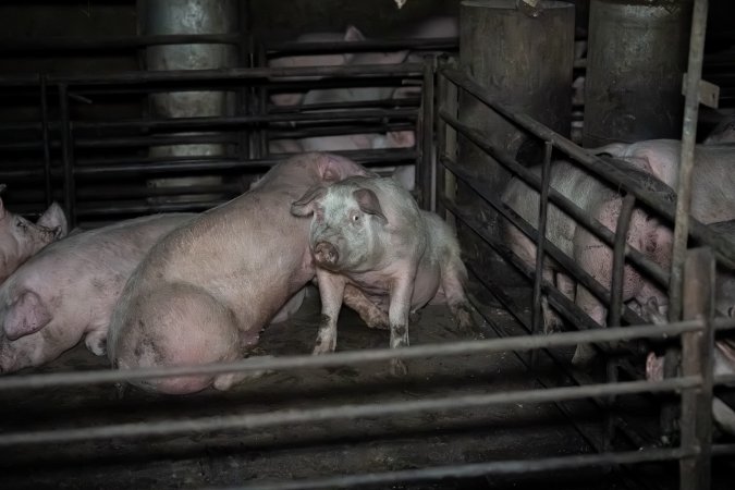 Two Wells Piggery