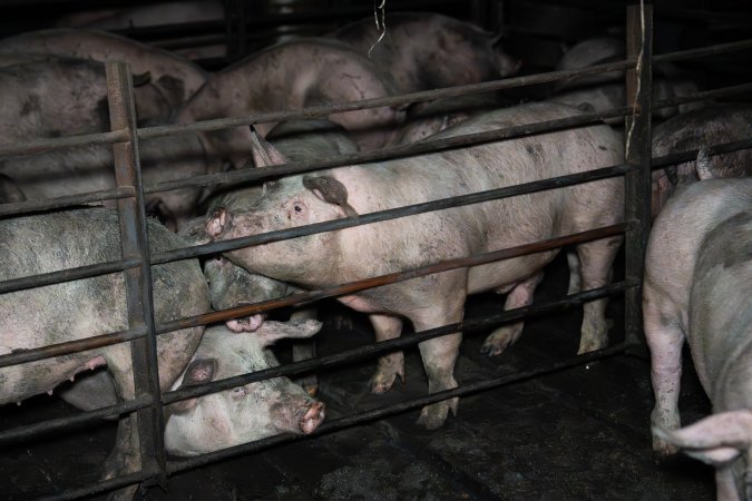 Two Wells Piggery