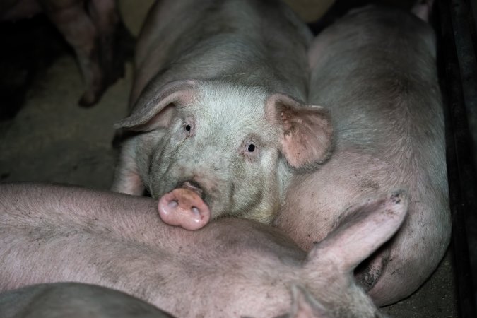 Two Wells Piggery