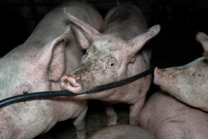 Two Wells Piggery