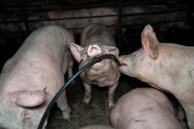 Two Wells Piggery