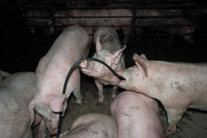 Two Wells Piggery
