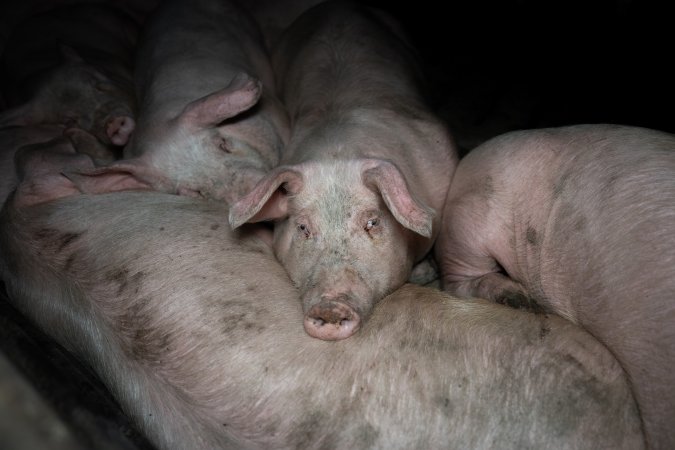 Two Wells Piggery