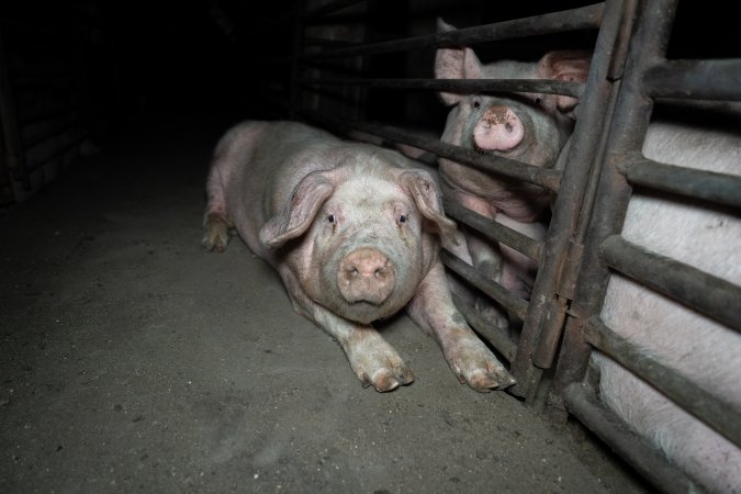 Two Wells Piggery