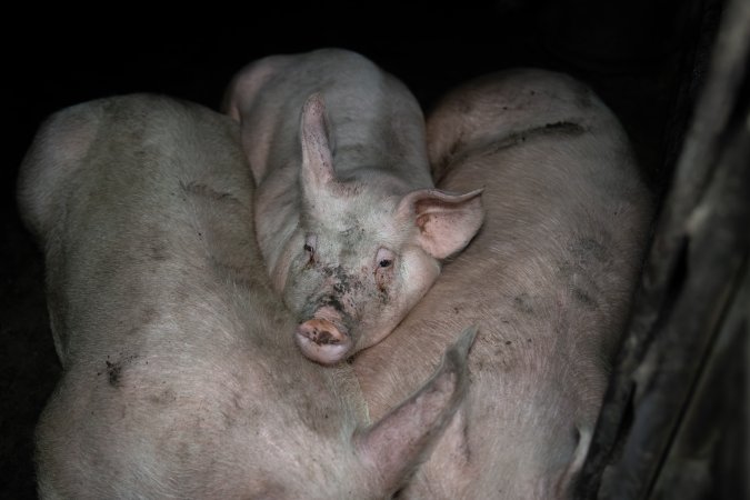 Two Wells Piggery