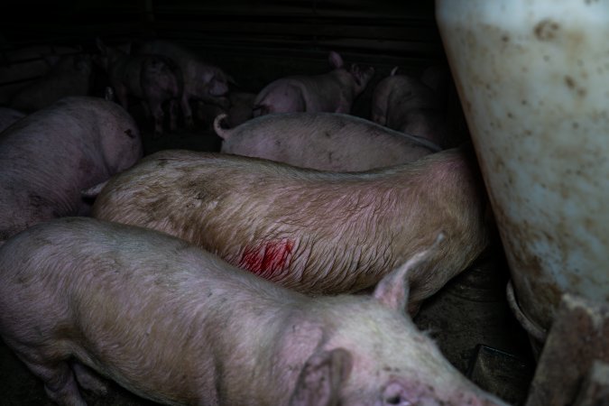 Two Wells Piggery