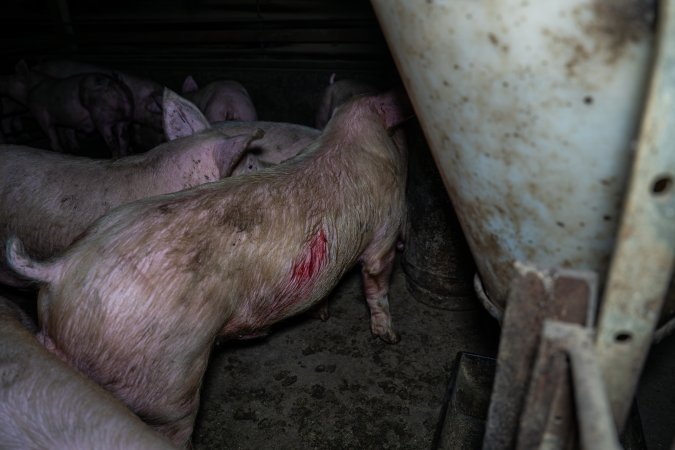 Two Wells Piggery