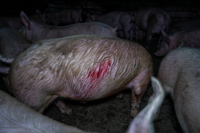 Two Wells Piggery