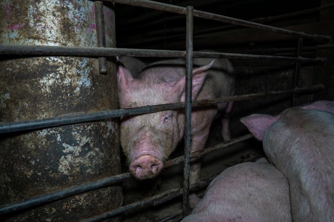 Two Wells Piggery