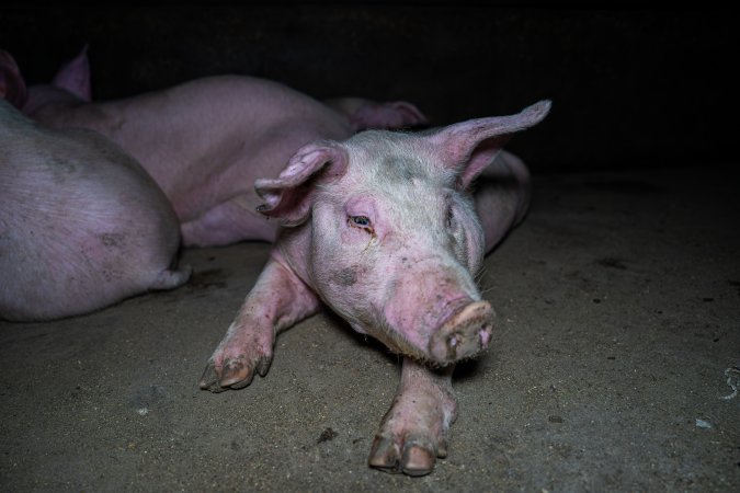 Two Wells Piggery