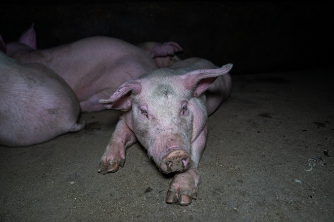 Two Wells Piggery