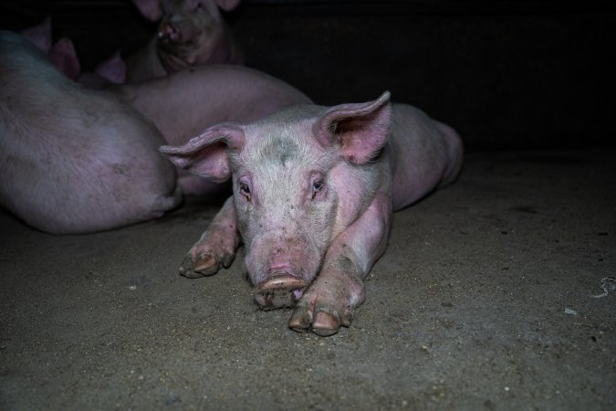 Two Wells Piggery