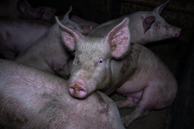Two Wells Piggery